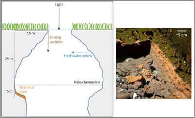 Low-Light Anoxygenic Photosynthesis and Fe-S-Biogeochemistry in a Microbial Mat